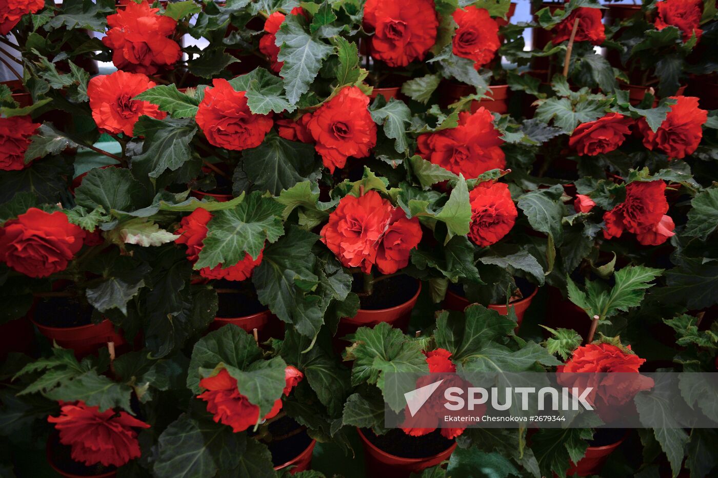 North Korean flowers displayed at the Central House of Artists