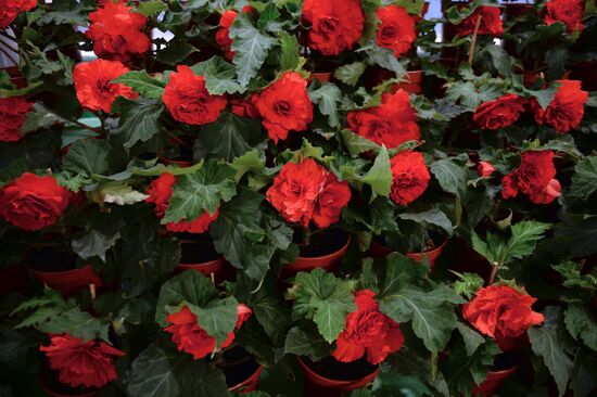 North Korean flowers displayed at the Central House of Artists