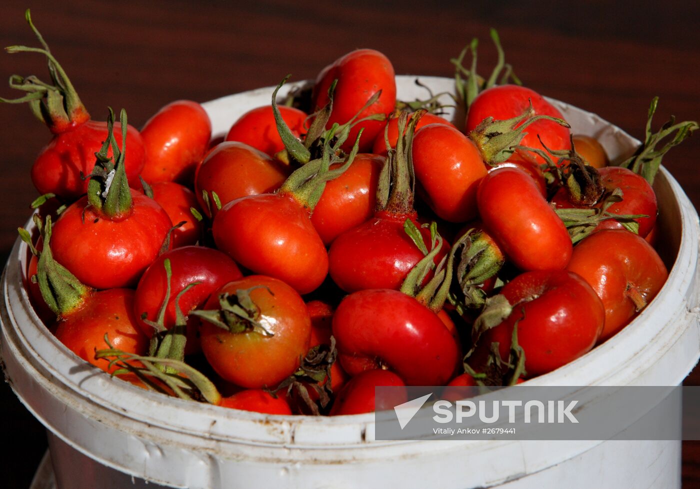 Agricultural fair in Vladivostok