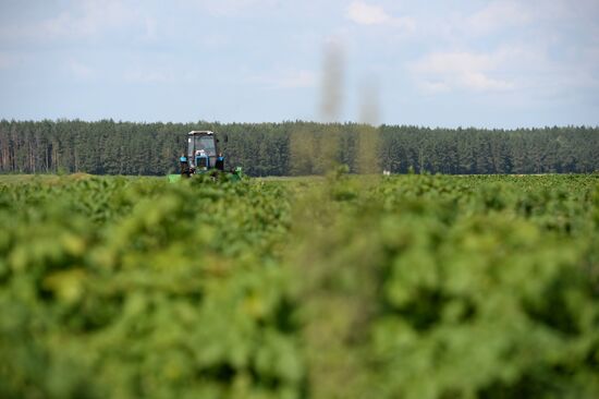 Crop harvesting in Sverdlovsk Region