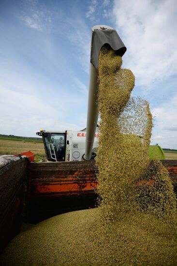 Crop harvesting in Sverdlovsk Region