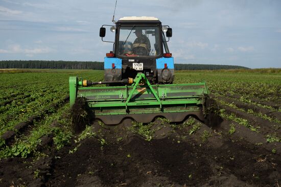 Crop harvesting in Sverdlovsk Region