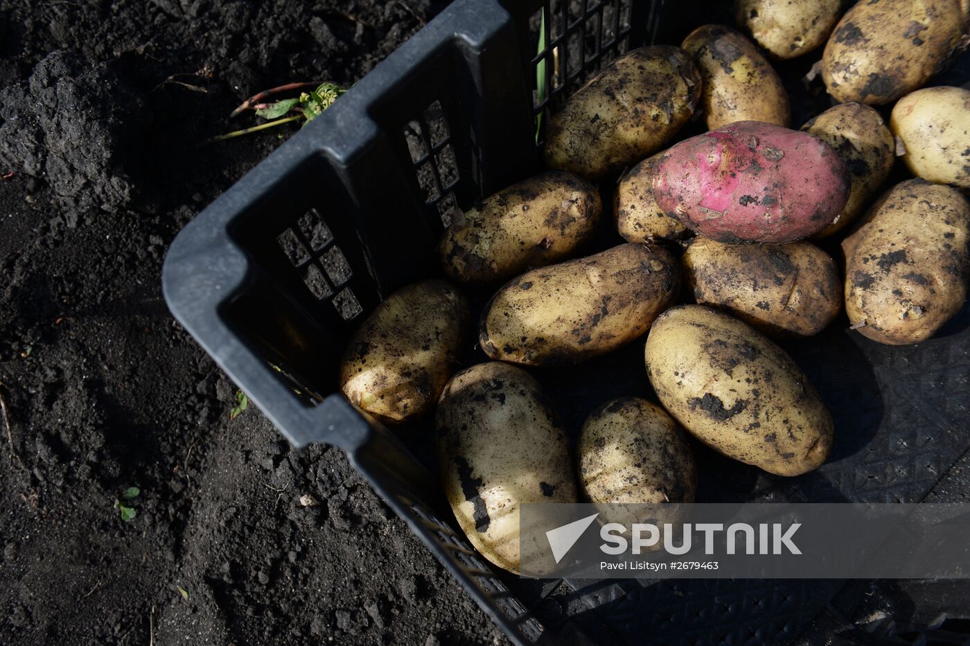 Crop harvesting in Sverdlovsk Region
