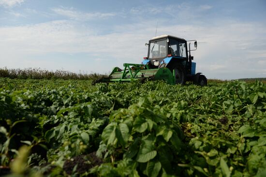 Crop harvesting in Sverdlovsk Region