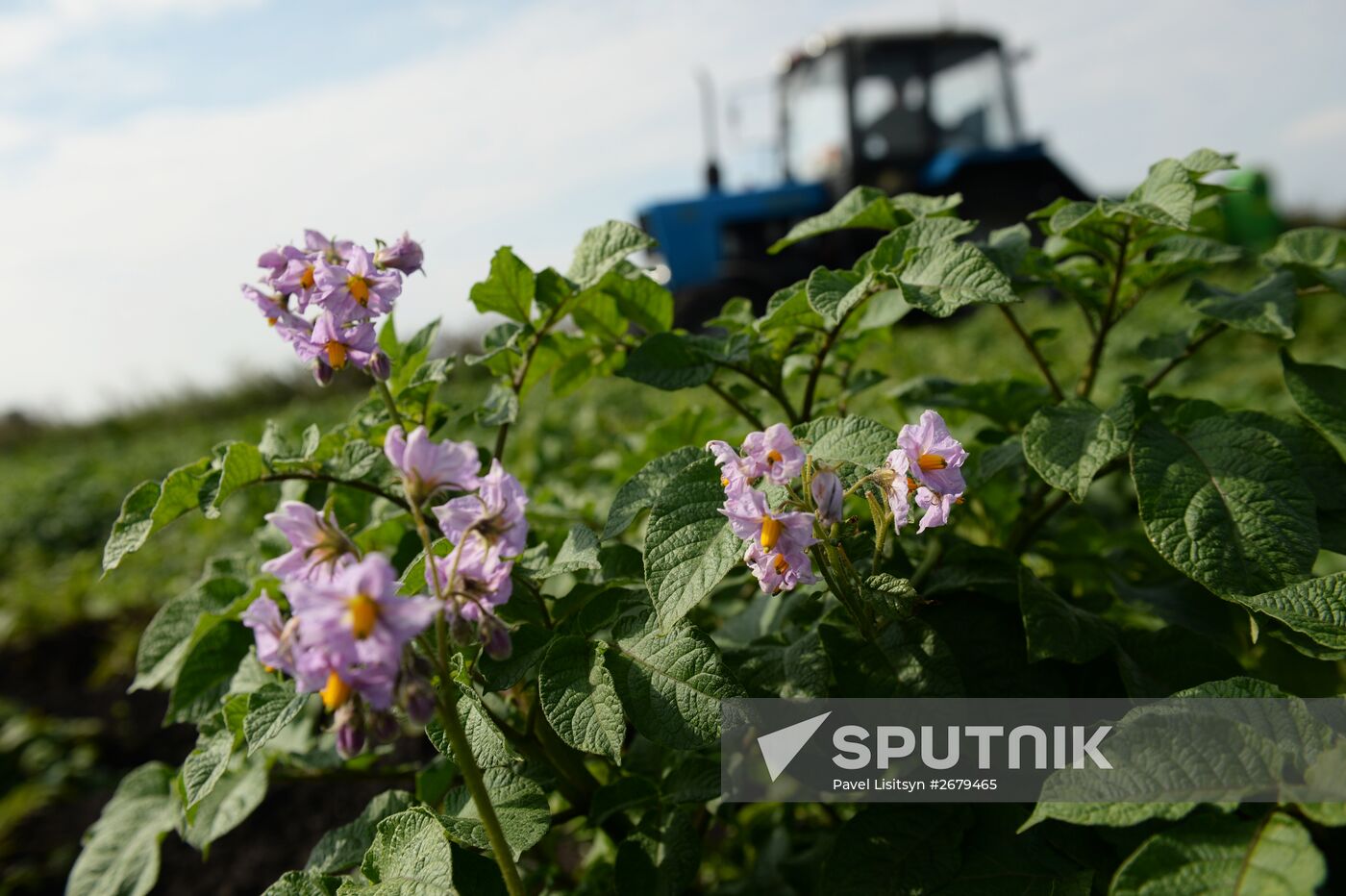 Crop harvesting in Sverdlovsk Region