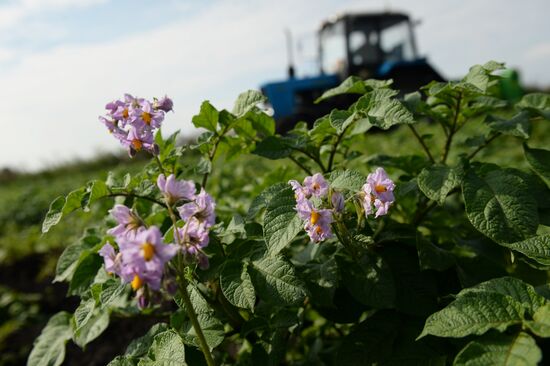Crop harvesting in Sverdlovsk Region
