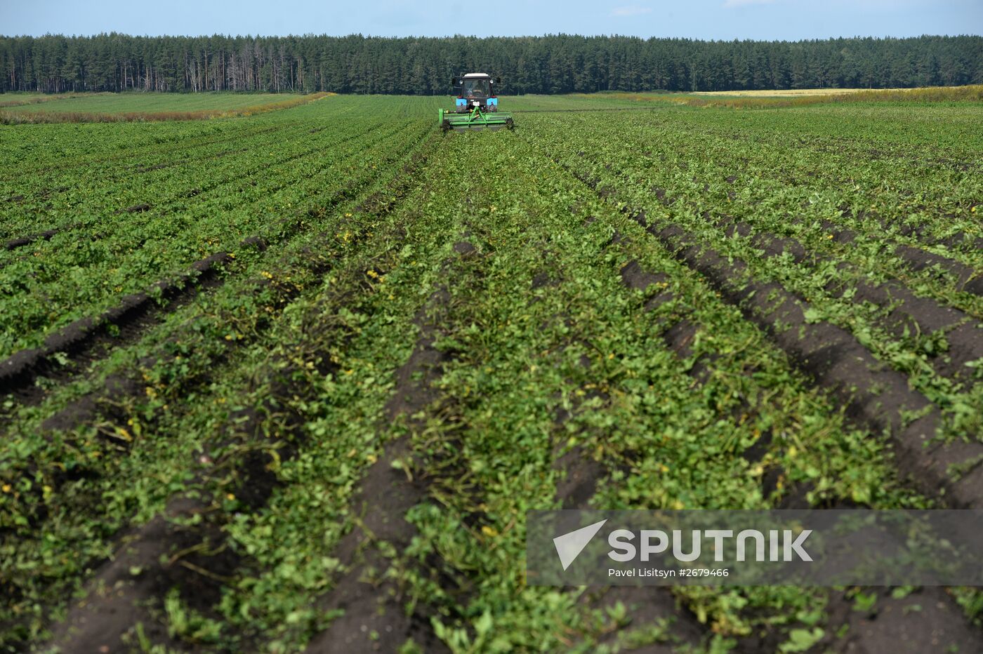 Crop harvesting in Sverdlovsk Region