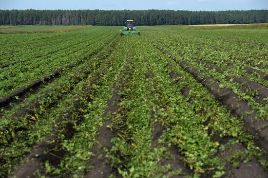 Crop harvesting in Sverdlovsk Region