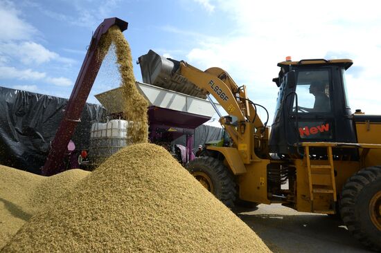 Crop harvesting in Sverdlovsk Region