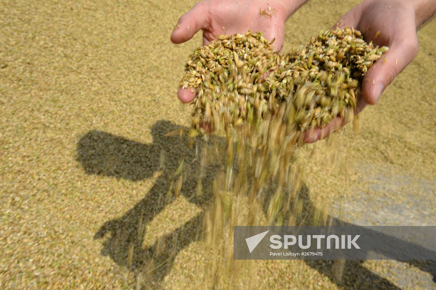 Crop harvesting in Sverdlovsk Region