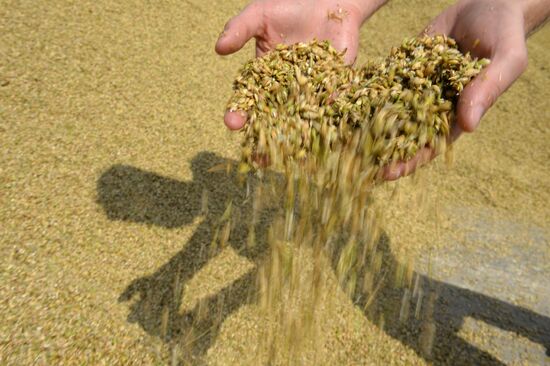 Crop harvesting in Sverdlovsk Region