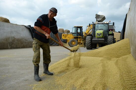 Crop harvesting in Sverdlovsk Region
