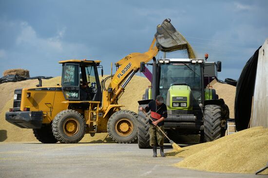 Crop harvesting in Sverdlovsk Region