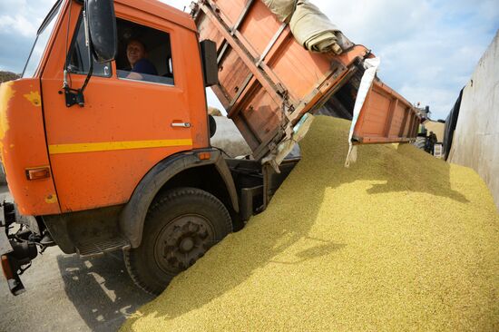 Crop harvesting in Sverdlovsk Region