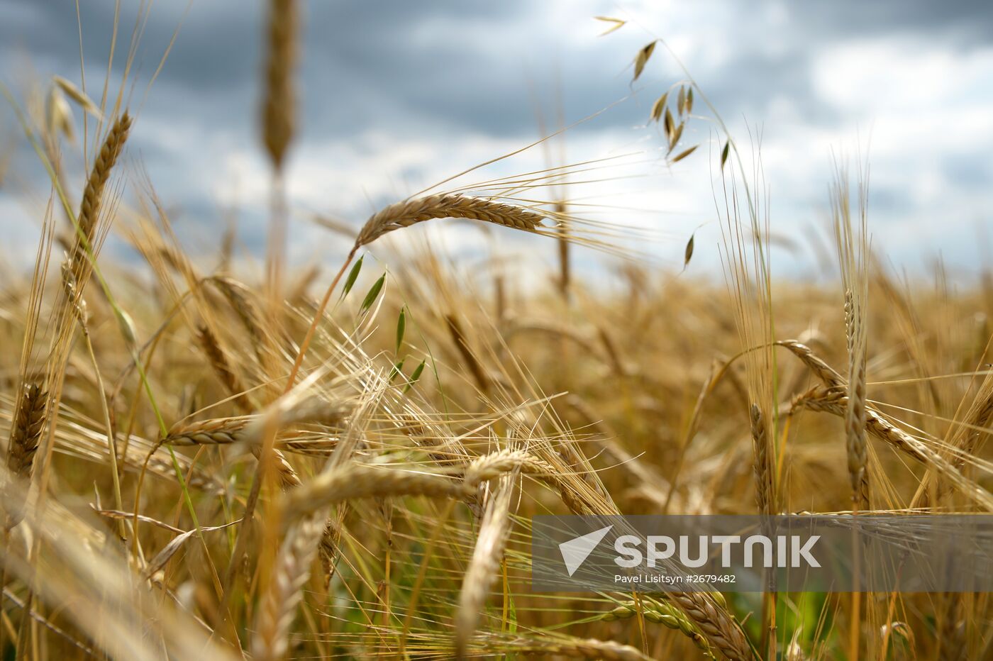 Crop harvesting in Sverdlovsk Region