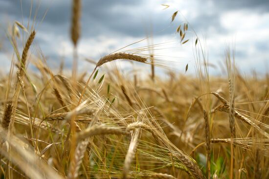 Crop harvesting in Sverdlovsk Region