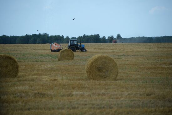 Crop harvesting in Sverdlovsk Region