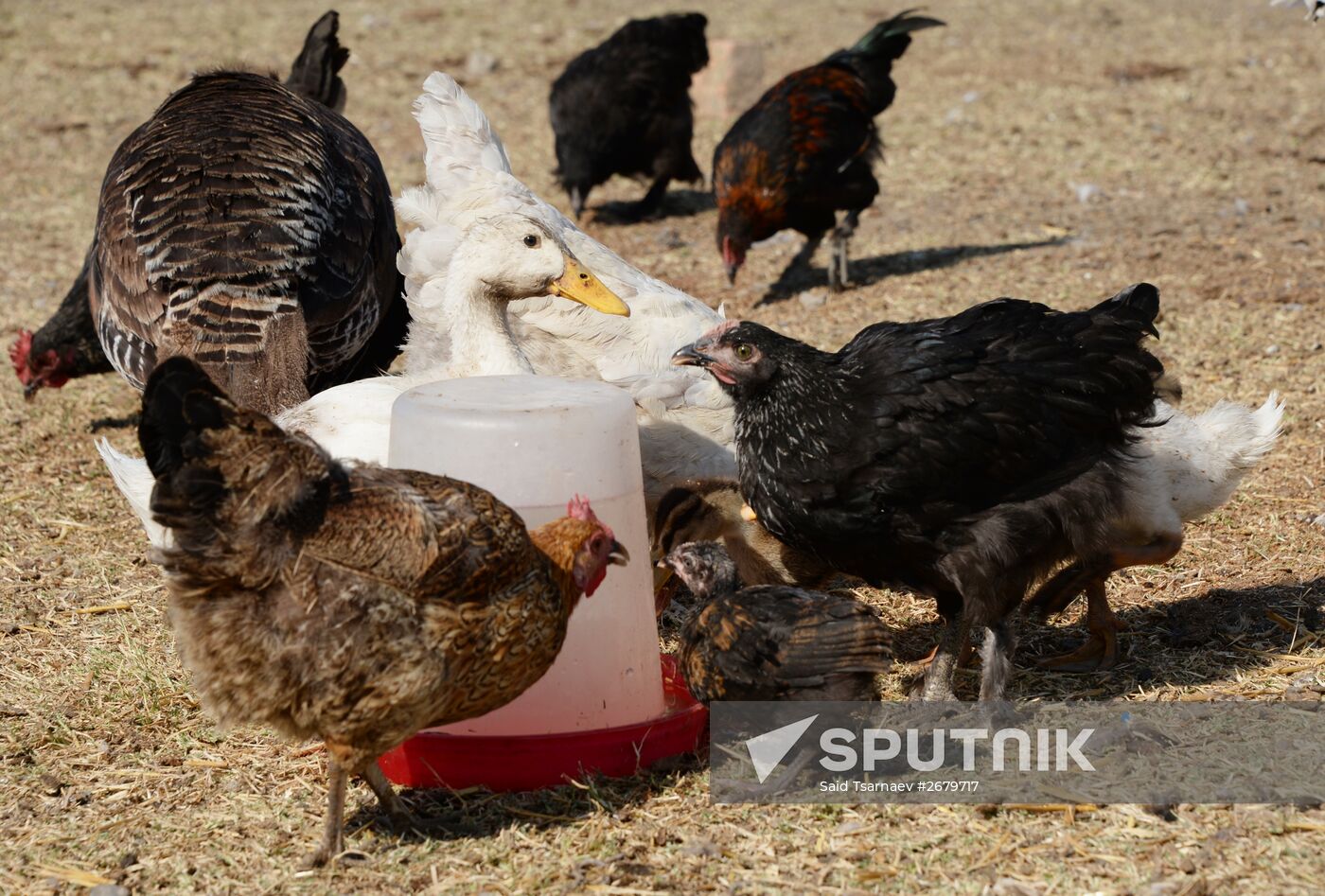 Farm in the Chechen Republic