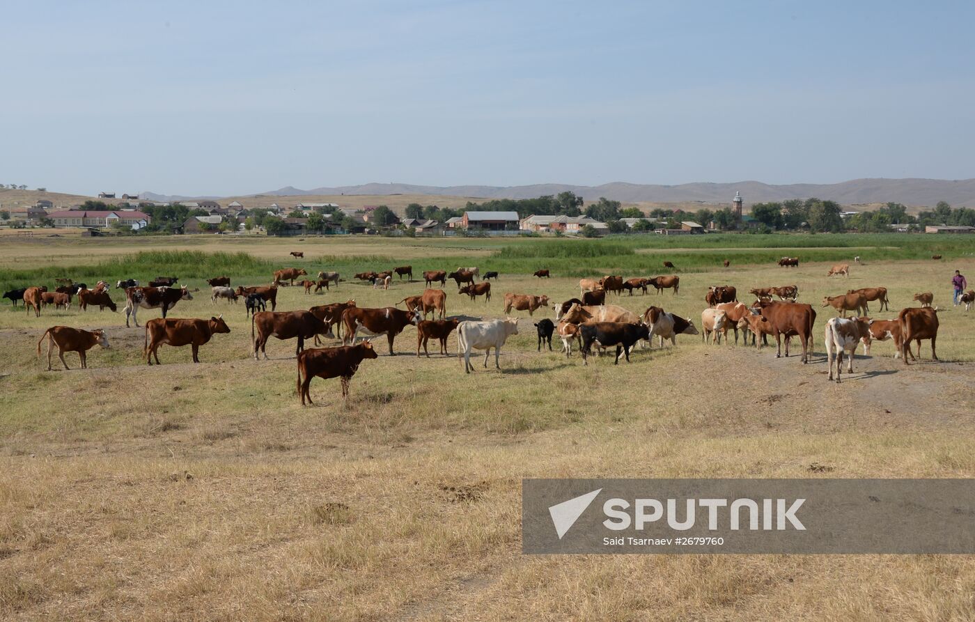 Farm in the Chechen Republic