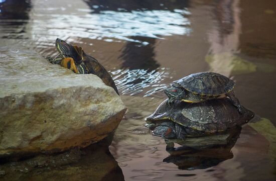 Leningrad Zoo celebrates its 150th anniversary