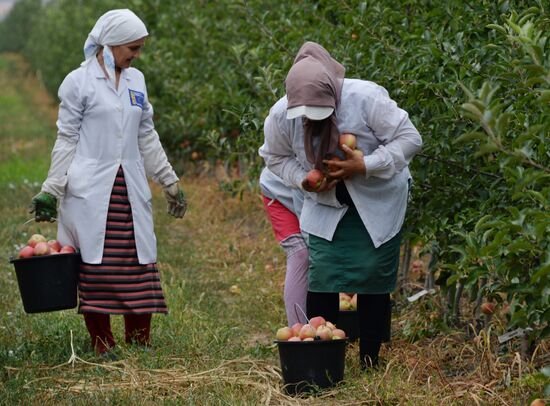 Harvesting apples in Chechen Republic