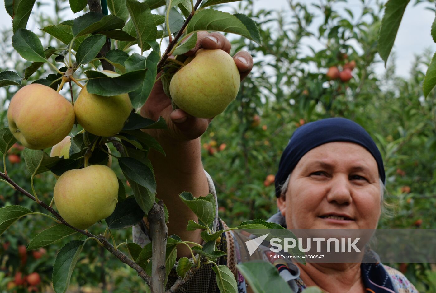 Harvesting apples in Chechen Republic