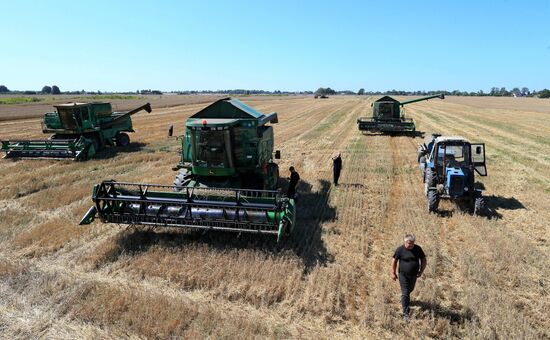 Wheat harvest in Kaliningrad Region