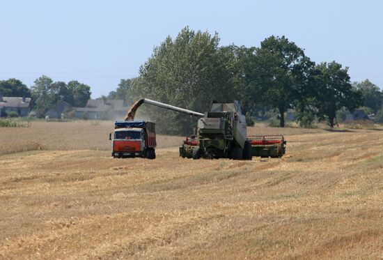 Wheat harvest in Kaliningrad Region