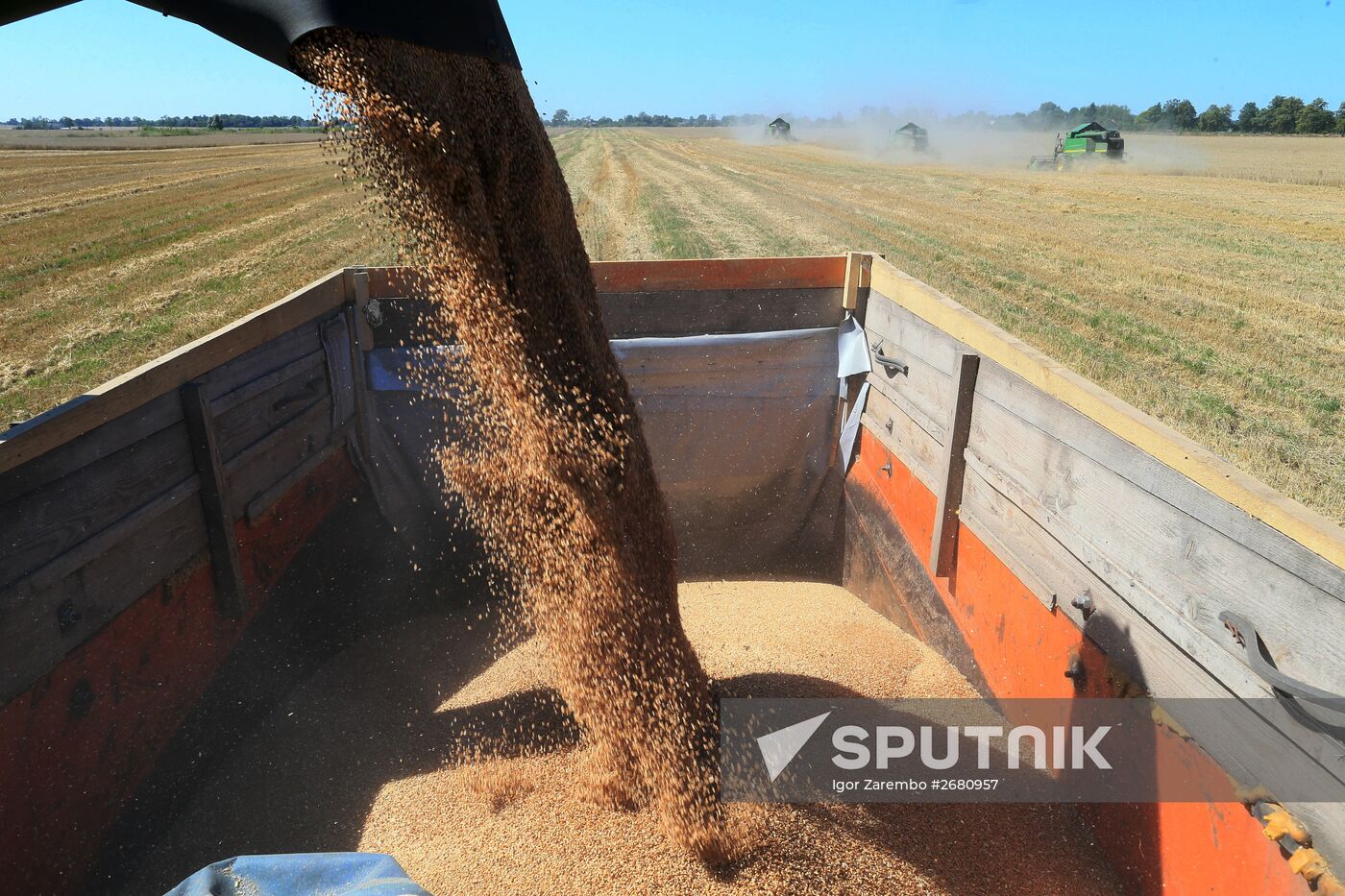 Wheat harvest in Kaliningrad Region