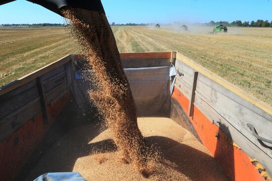 Wheat harvest in Kaliningrad Region