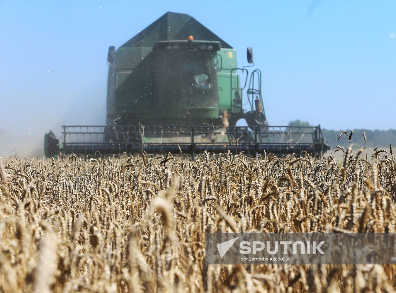 Wheat harvest in Kaliningrad Region