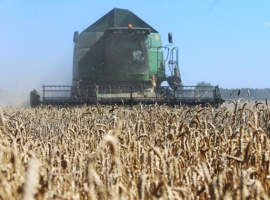 Wheat harvest in Kaliningrad Region