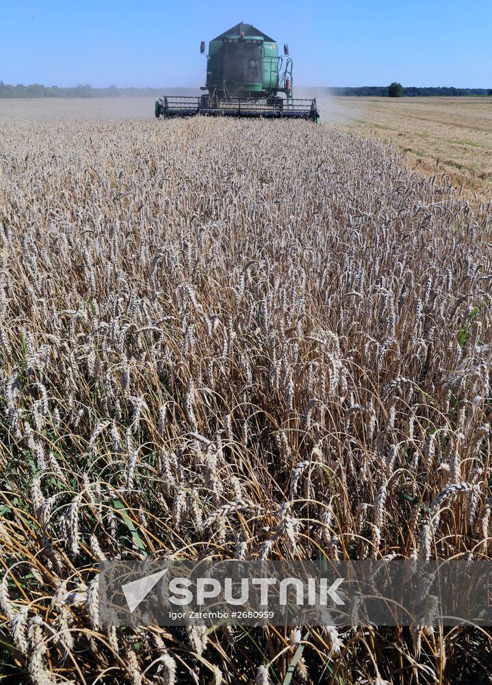 Wheat harvest in Kaliningrad Region