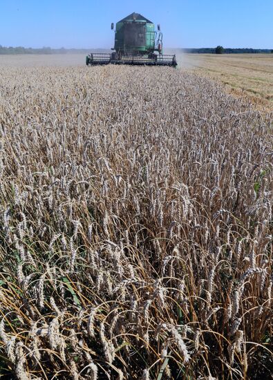 Wheat harvest in Kaliningrad Region