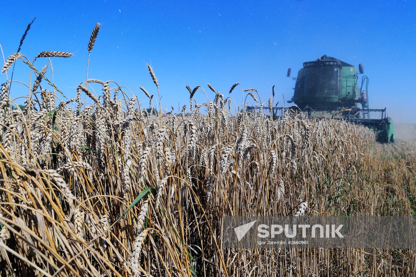 Wheat harvest in Kaliningrad Region