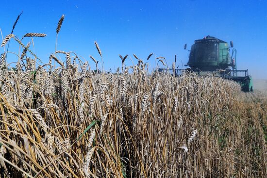 Wheat harvest in Kaliningrad Region