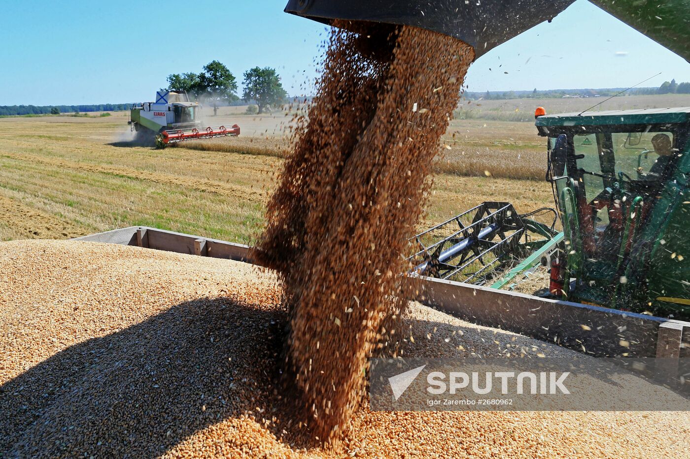 Wheat harvest in Kaliningrad Region