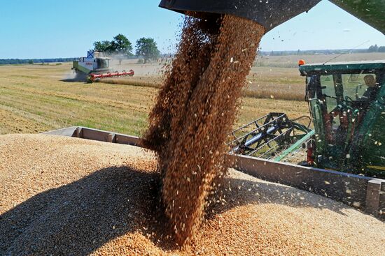 Wheat harvest in Kaliningrad Region