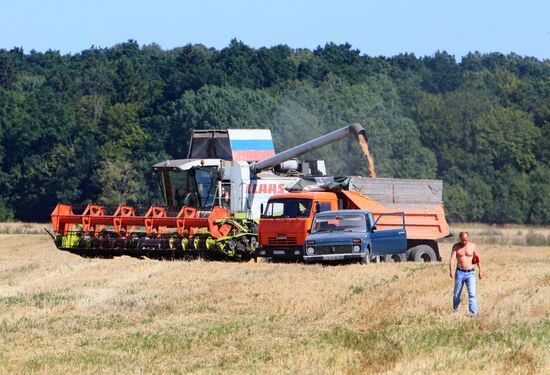 Wheat harvest in Kaliningrad Region