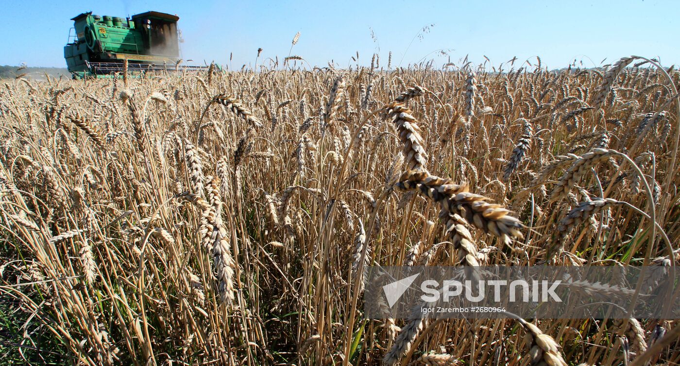 Wheat harvest in Kaliningrad Region