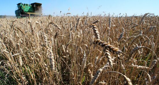 Wheat harvest in Kaliningrad Region