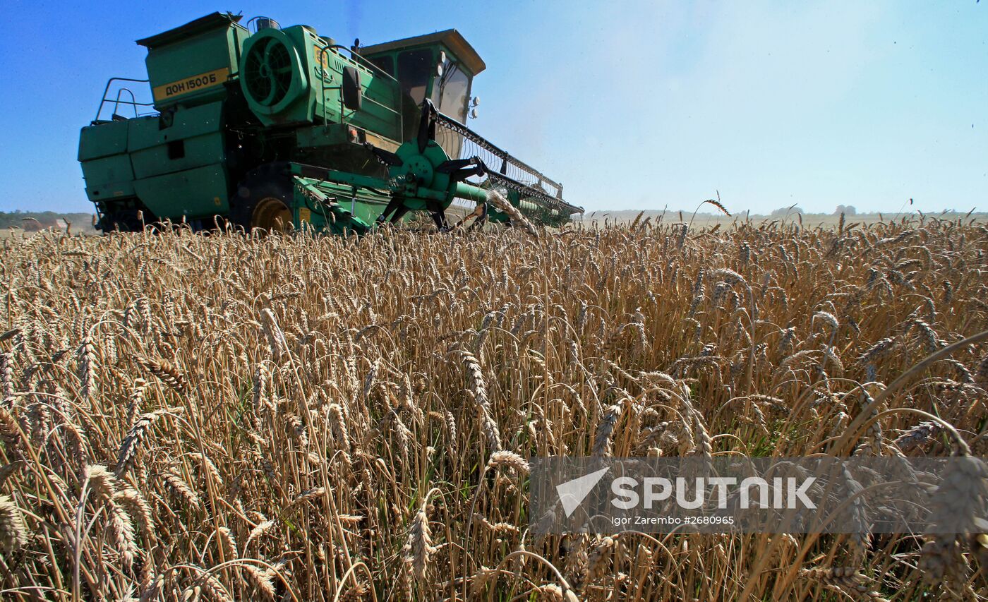 Wheat harvest in Kaliningrad Region