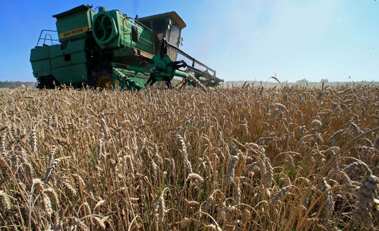 Wheat harvest in Kaliningrad Region