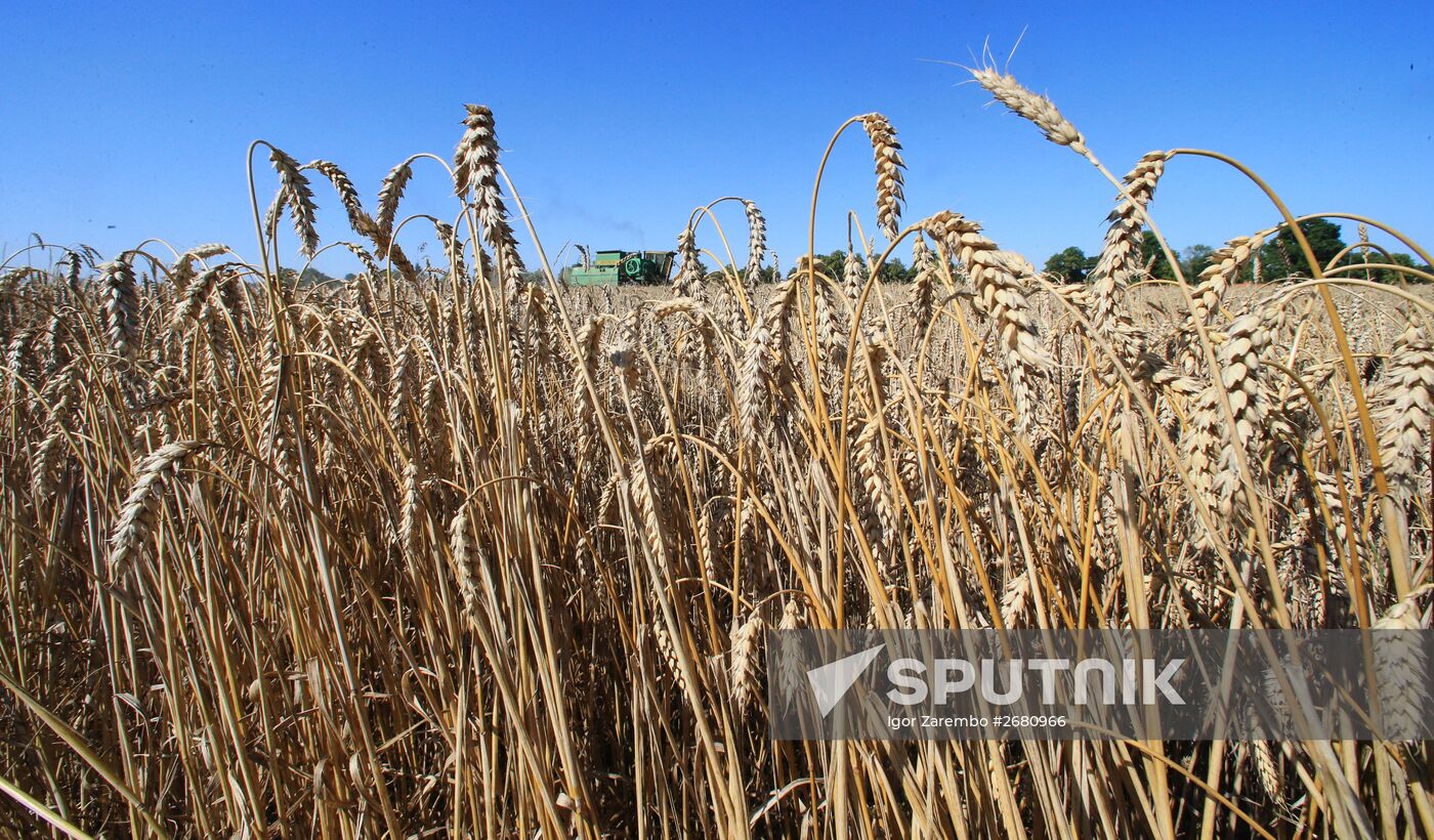 Wheat harvest in Kaliningrad Region