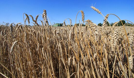 Wheat harvest in Kaliningrad Region