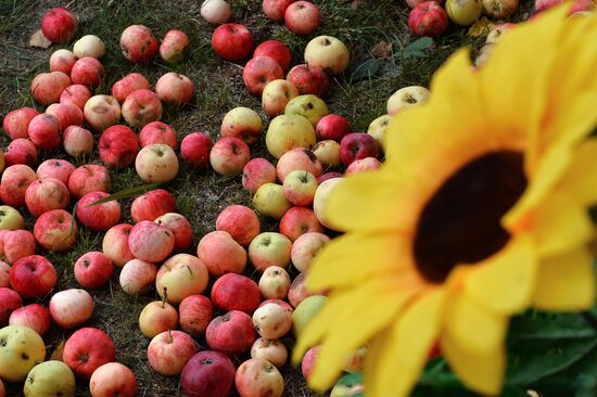 Apple Feast Day in Russia