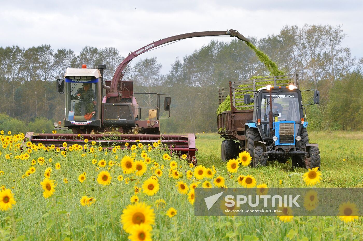 Harvesting sunflower in Chelyabinsk Region