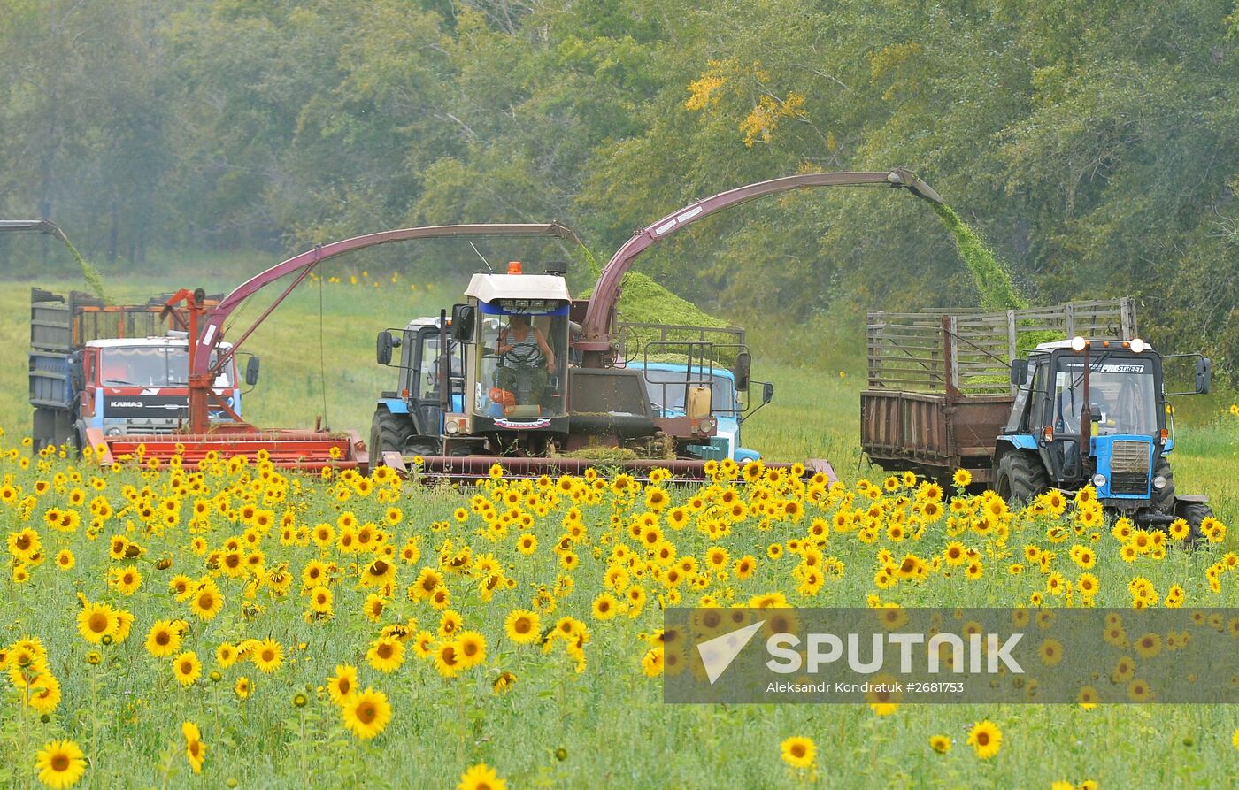 Harvesting sunflower in Chelyabinsk Region