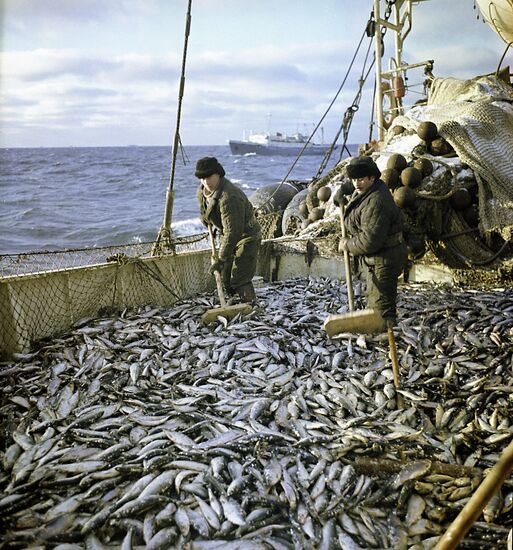Fishing vessels at sea