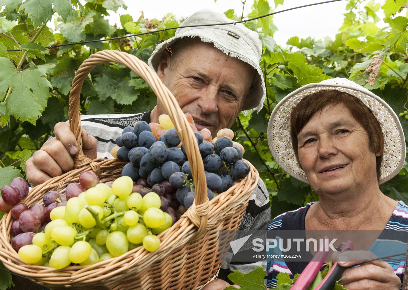 Harvesting wine grapes in Belgorod Region